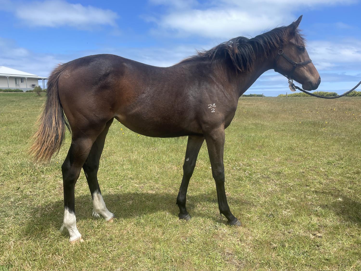 2023 NOVEMBER Late Online Sale Inglis Digital Online Auctions